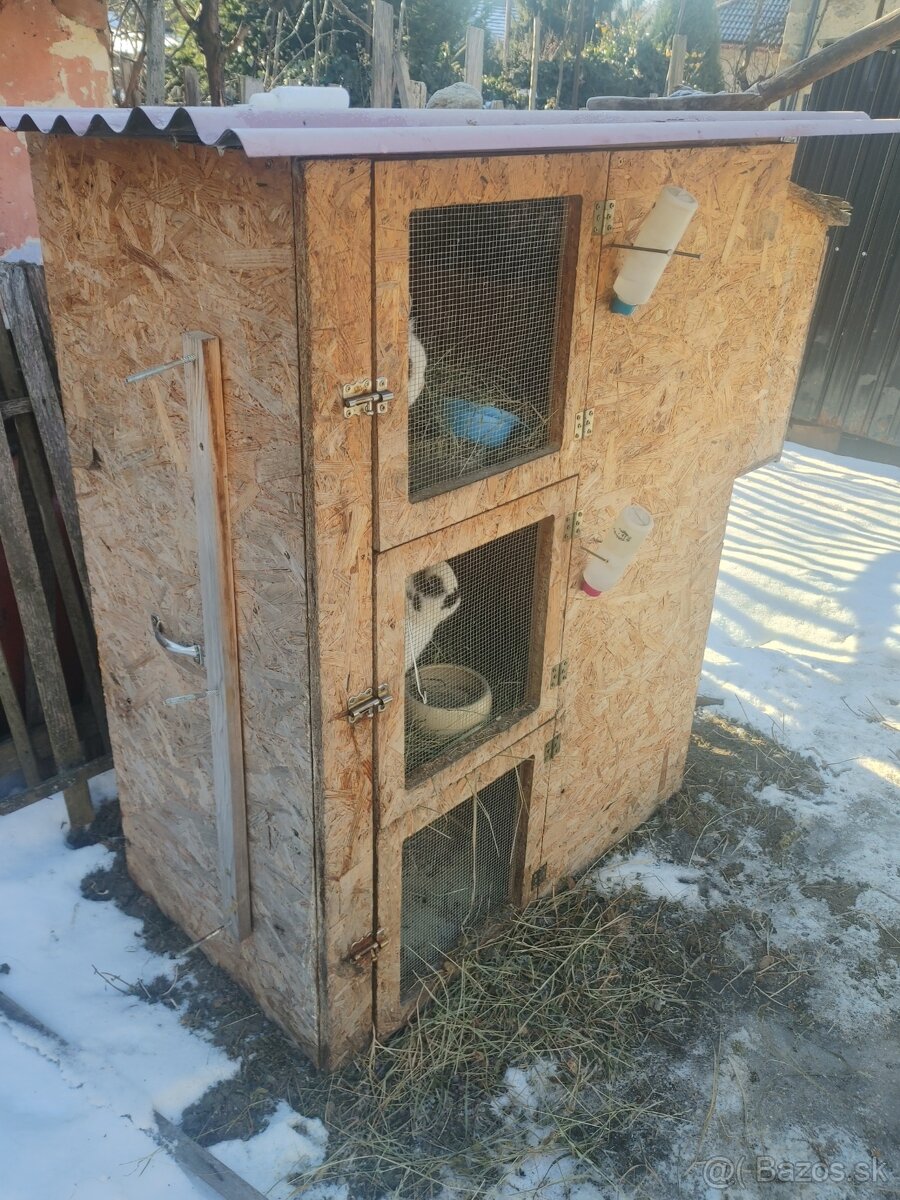 Zakrslé králiky. Chovný párik. - 4