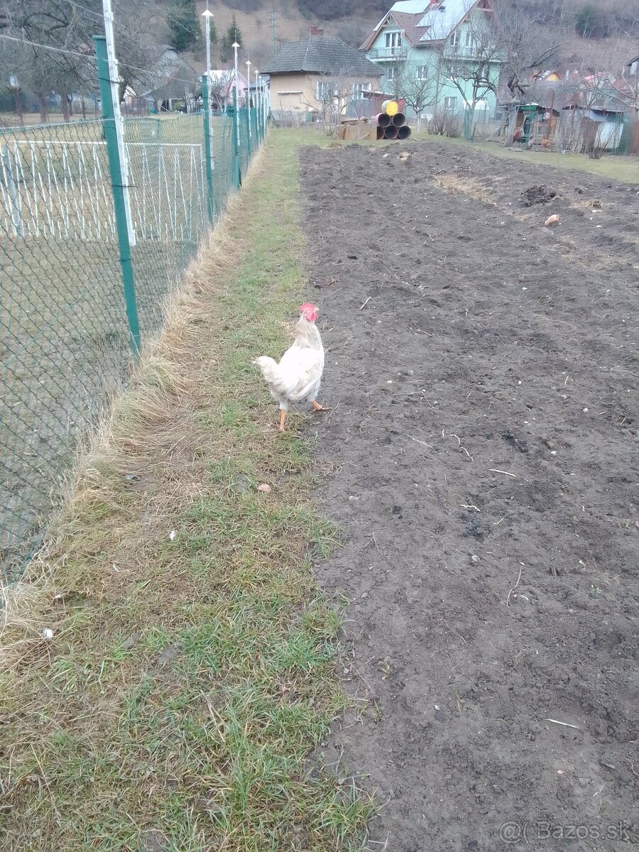 Predam kohuta - 4