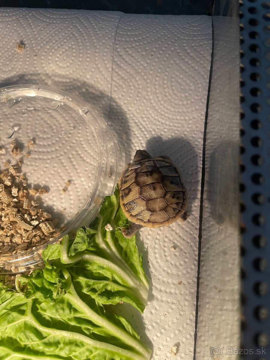 Korytnacka suchozemska - 4