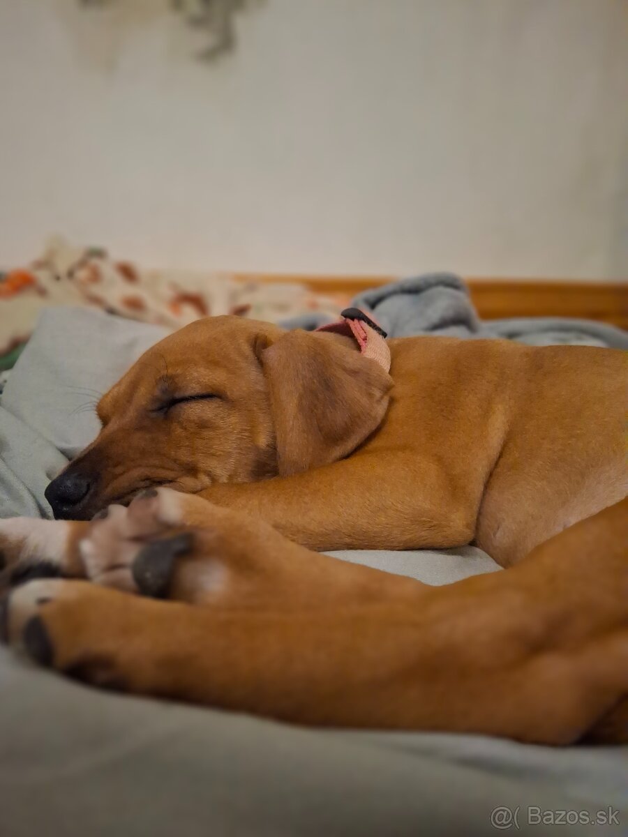 Predám šteniatko fenku - 4