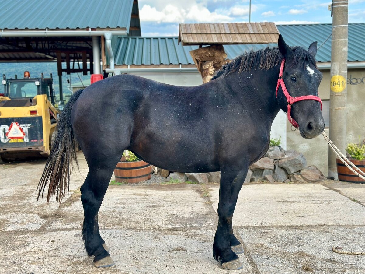 Predám kobylu - Percheron - 4