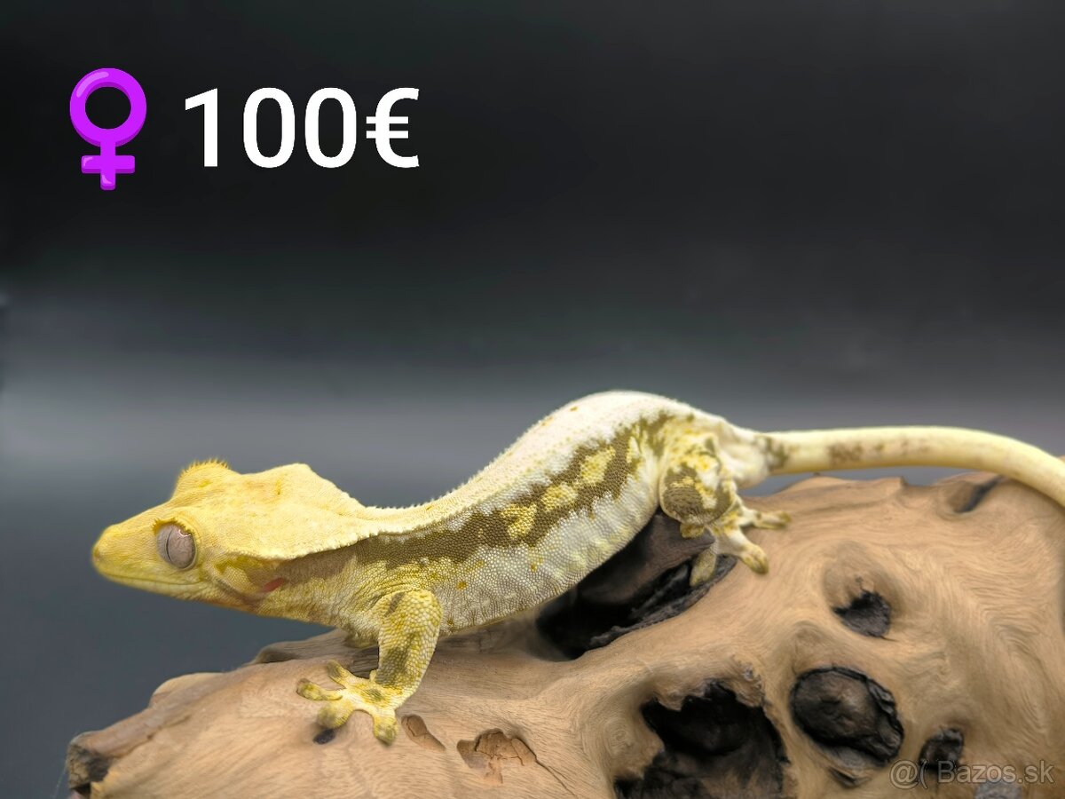 PAGEKON RIASNATY - 4