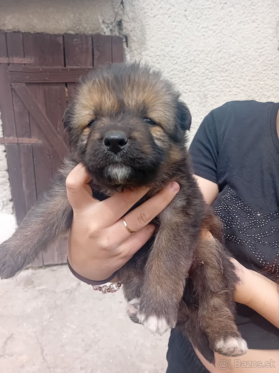 Nemecký ovčiak - 4