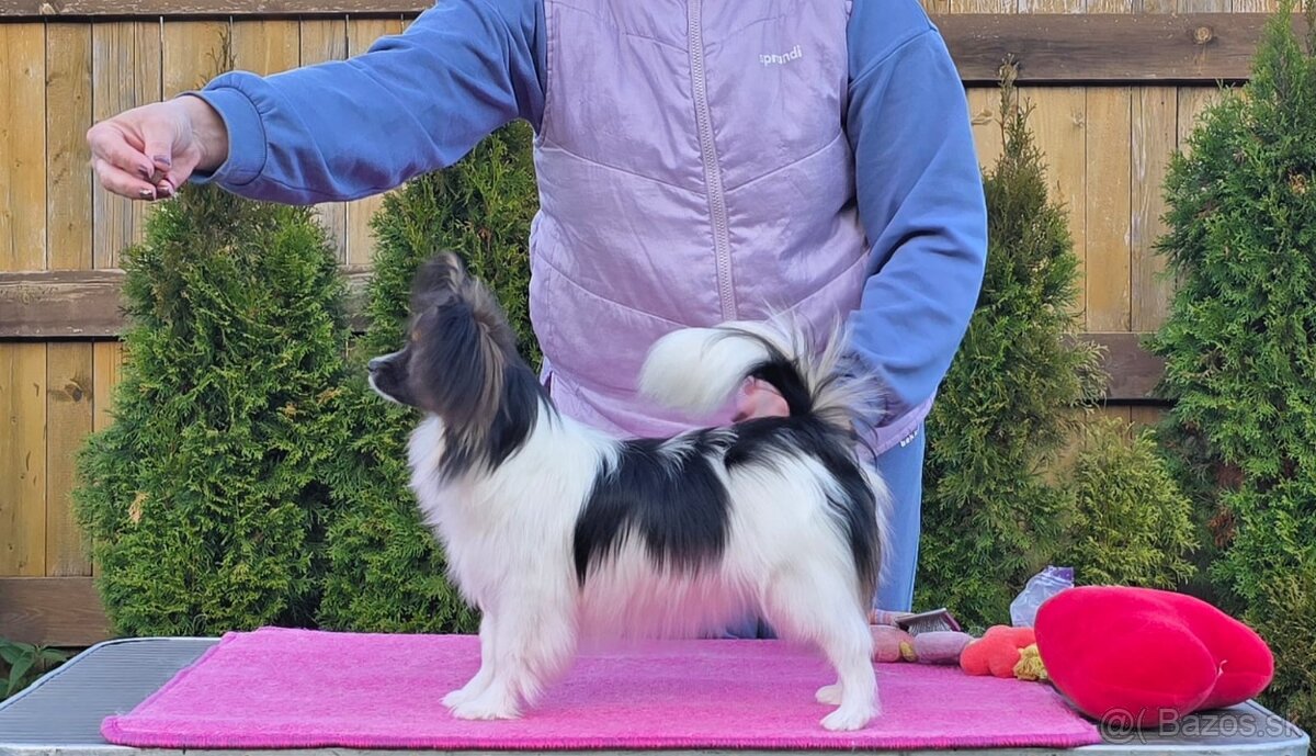 Papillon s rodokmeňom FCI - 4