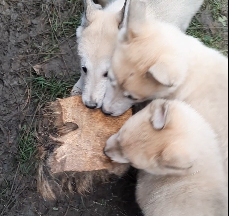 Západosibírska lajka - 4