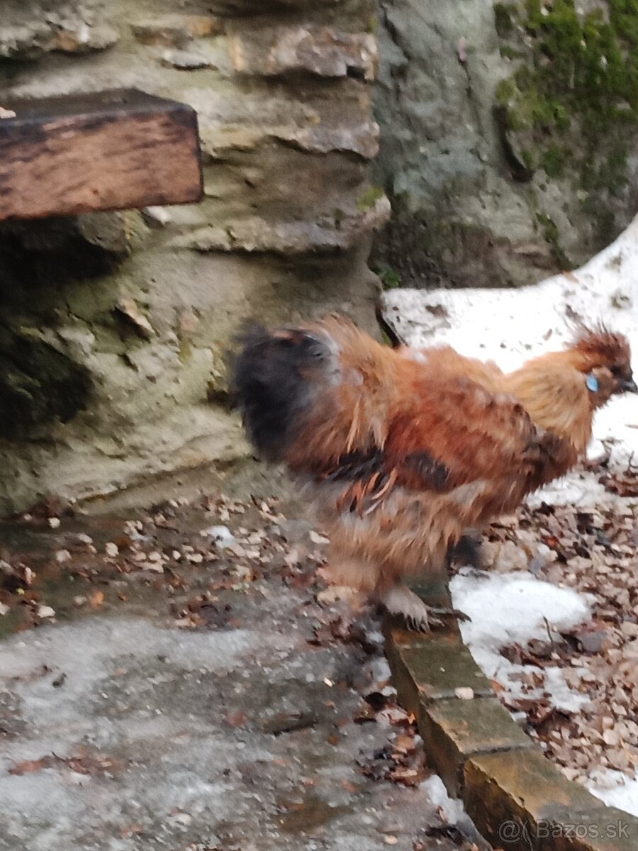 Hodvabnička kohút - 4