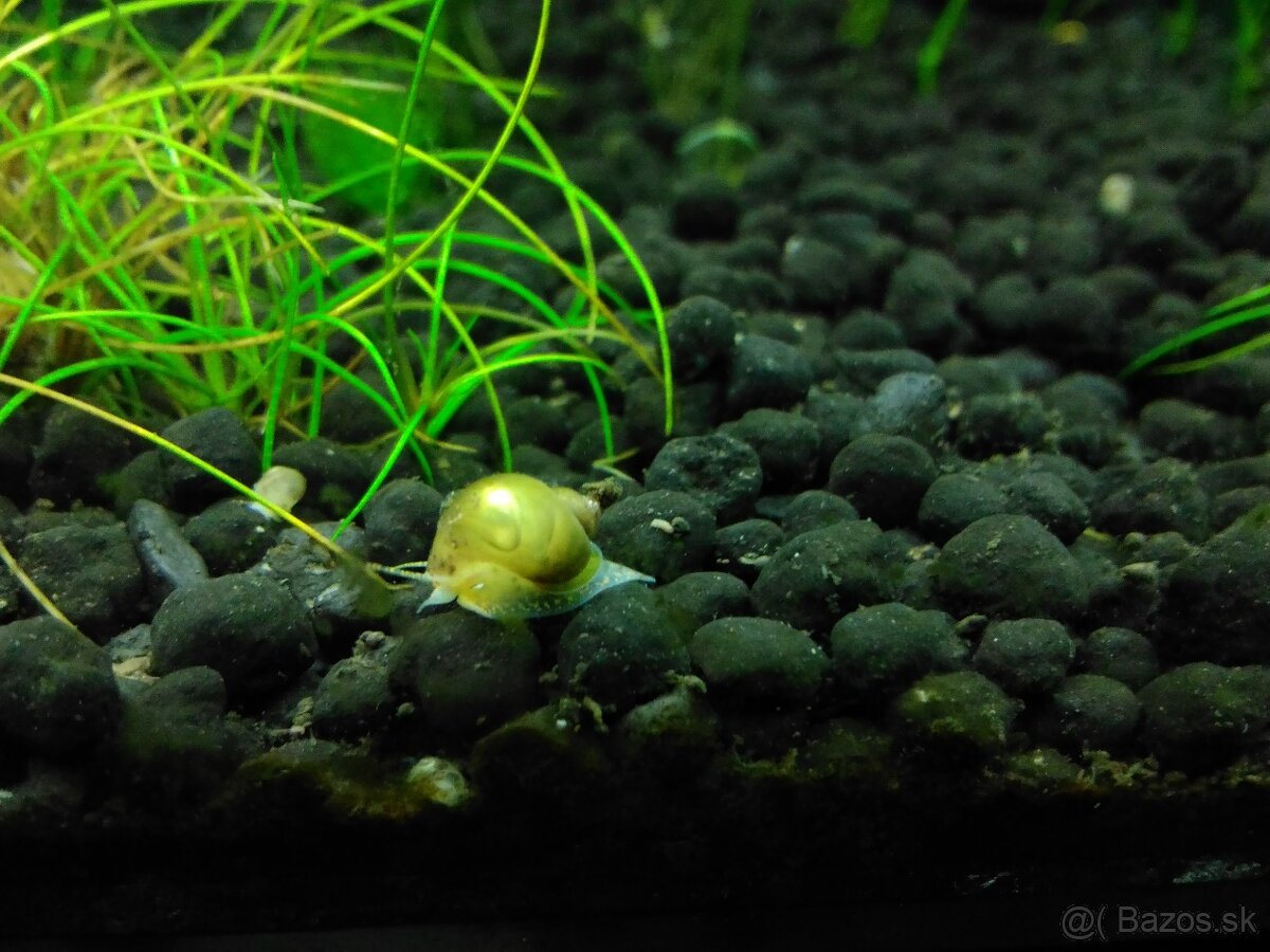 Slimák Ampularia hnedá 1€ - 4