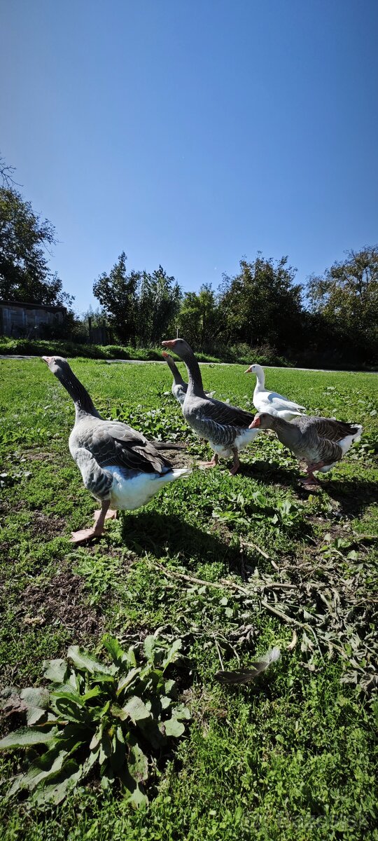 Predám husi na chov - 4