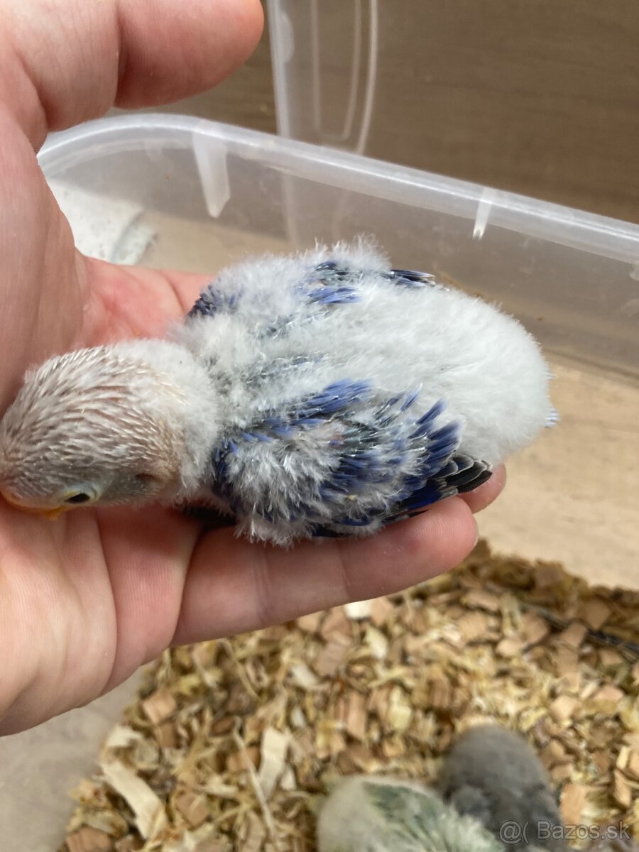 Rucne dokrmovane agapornisy fischer opalin tyrkys - 4