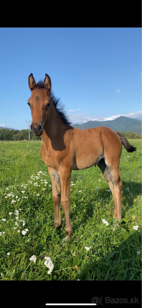 Princezná na predaj - 4