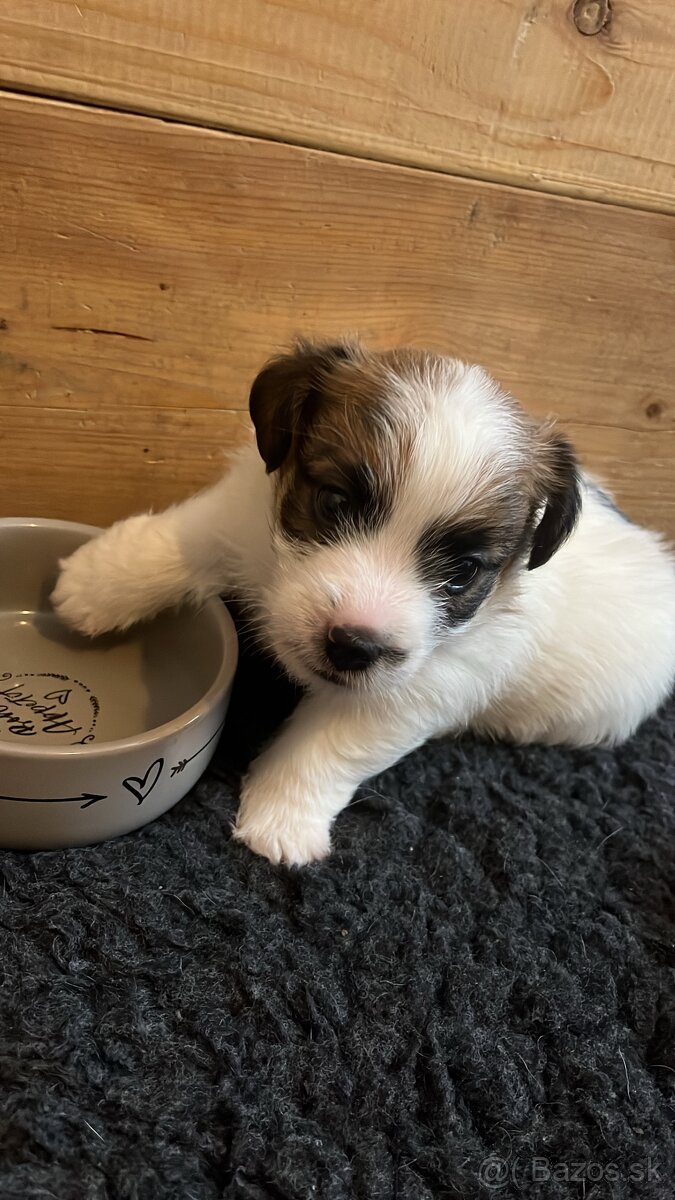 Jack Russell Terrier s PP - 4