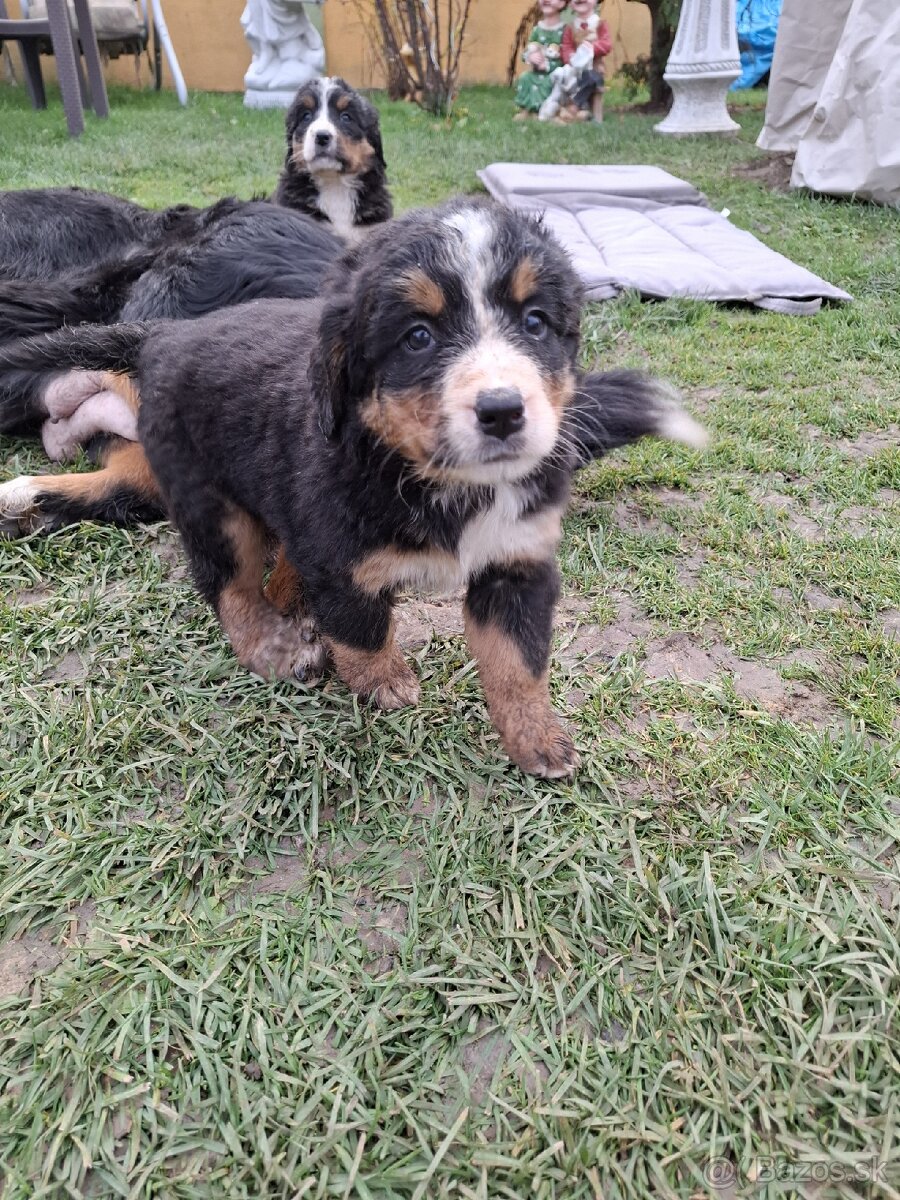 Bernský salašnícky pes- Šteniatka - 4
