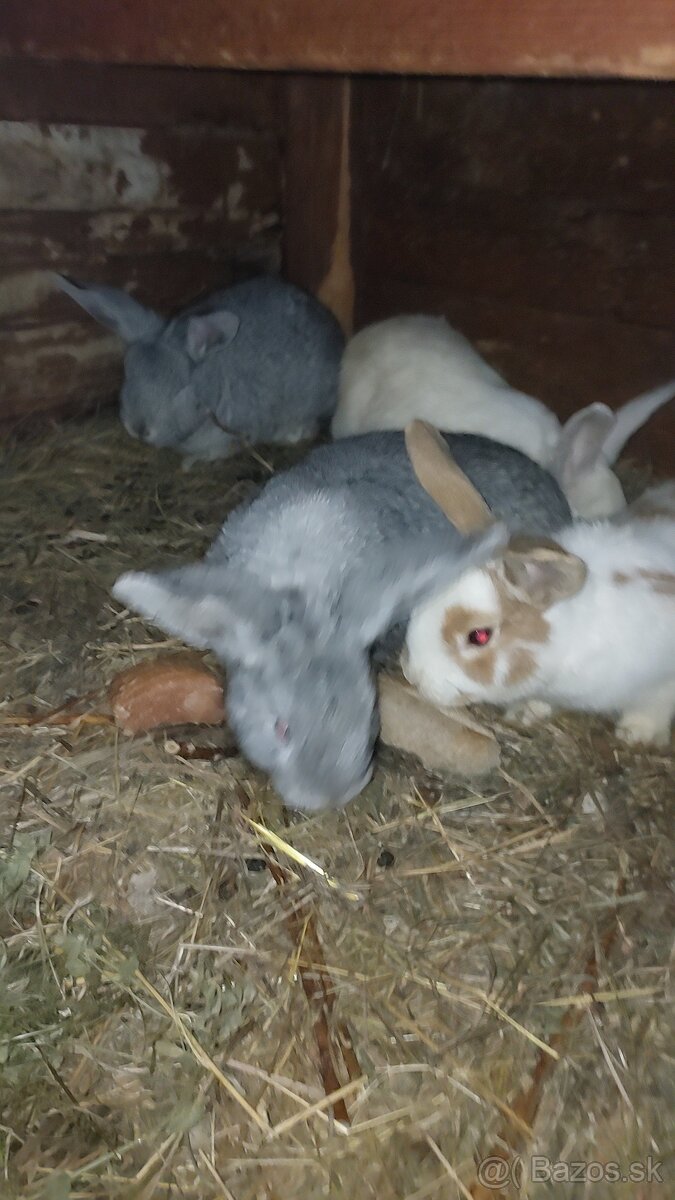 Králiky - 4