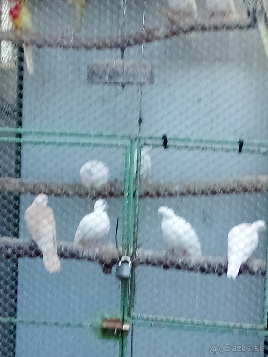 Hrdličky chichotavé- krúžkované - 4