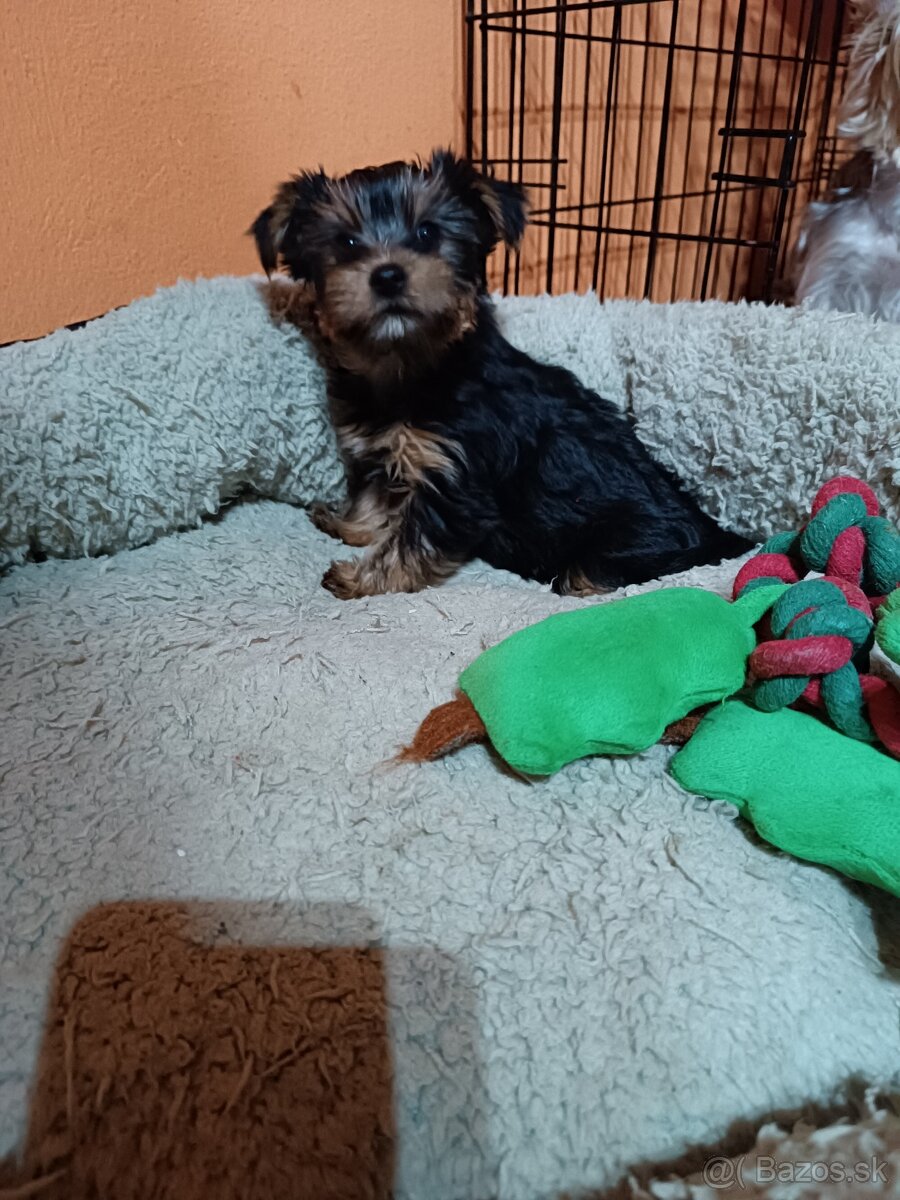 Yorkshirsky teriér - 4