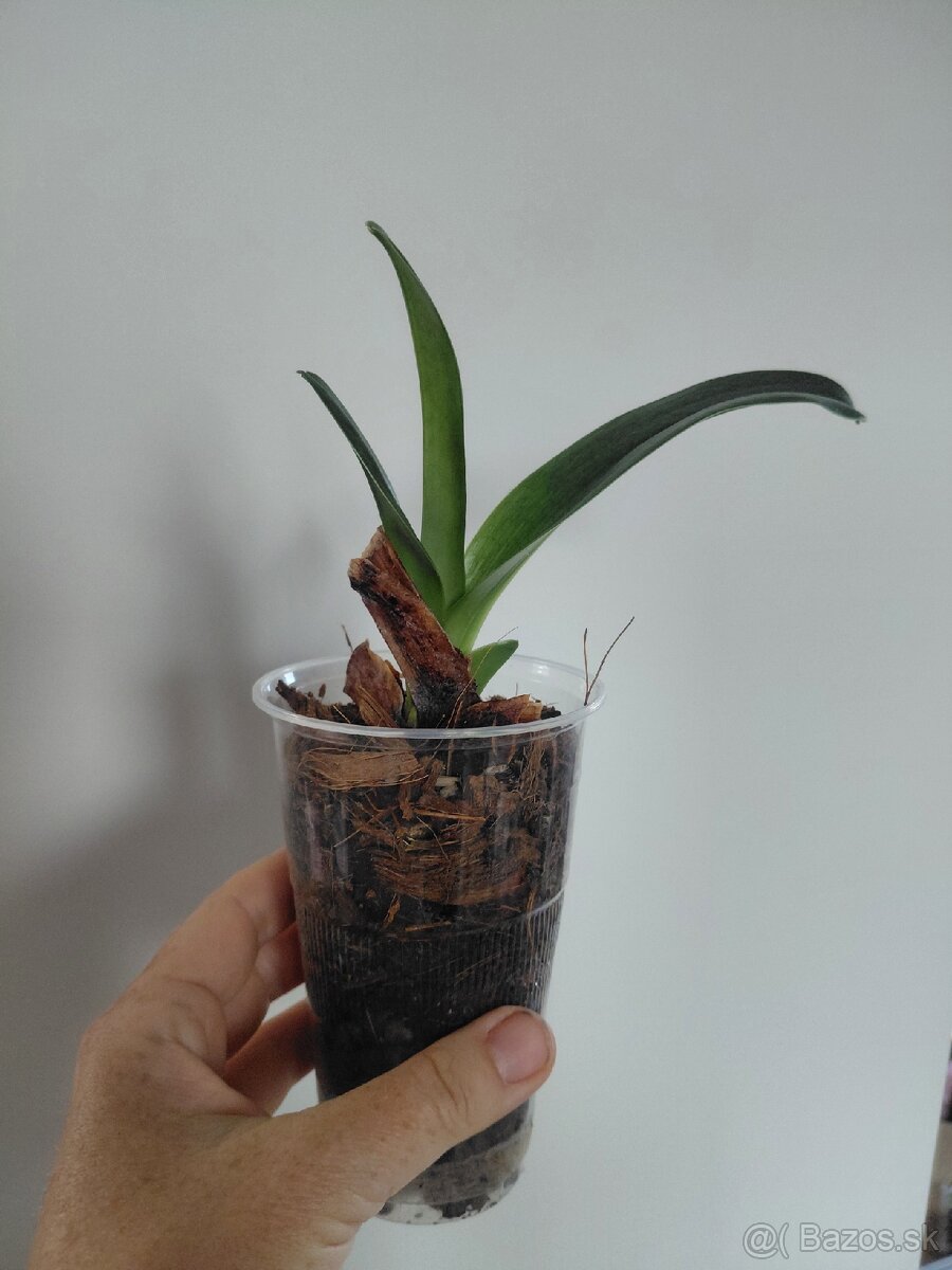 2 orchideje - 4