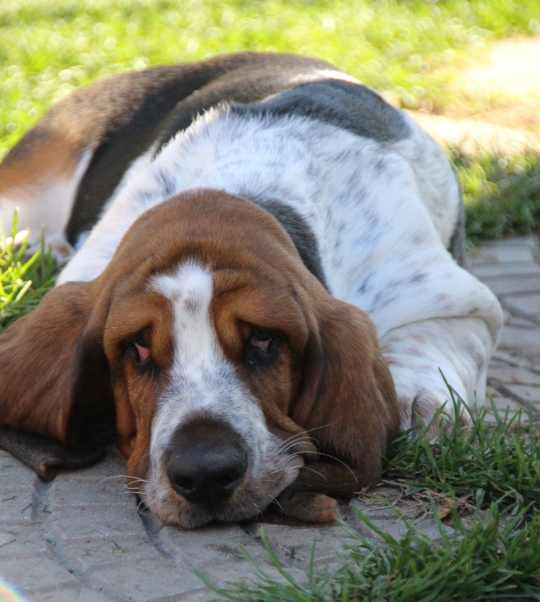 Basset hound - pejsek s PP - 4