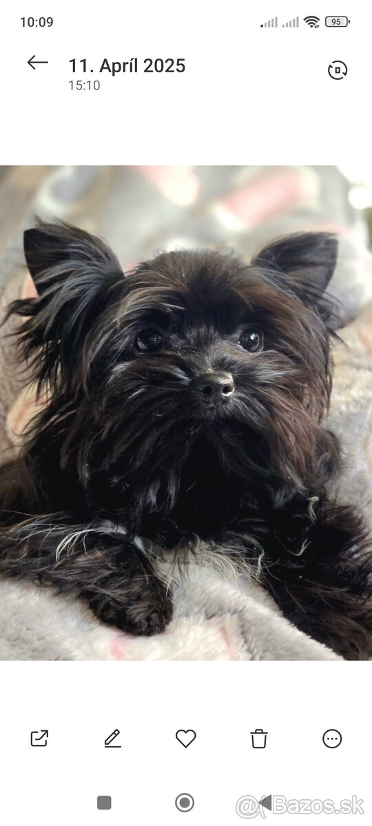 Black Yorkshire terrier - 4