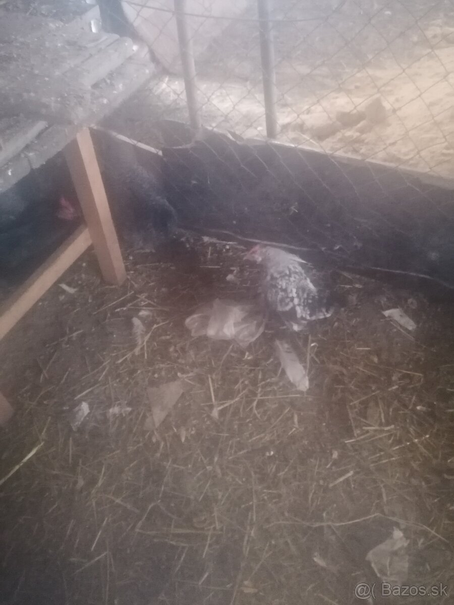 Miflerky liliputky - 4