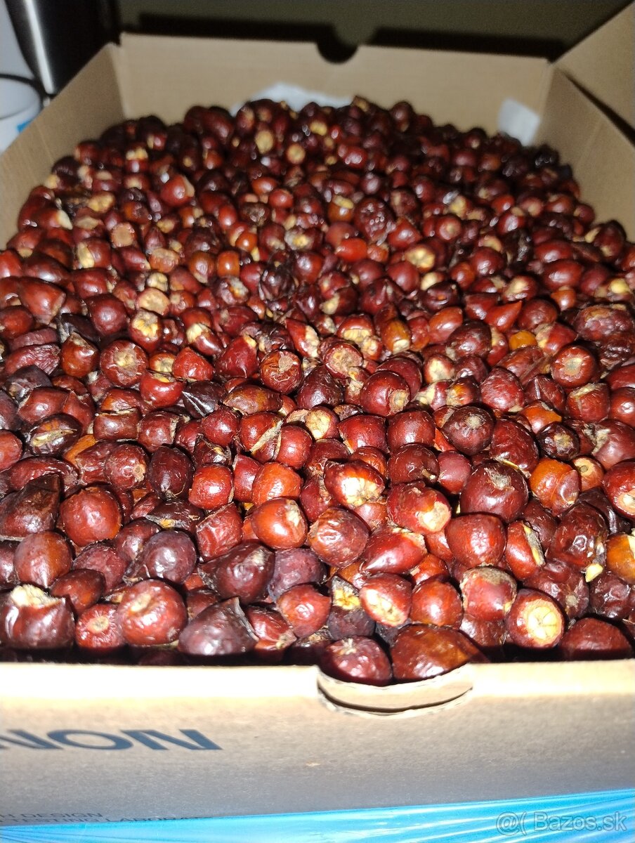 Sušené šípky - 4