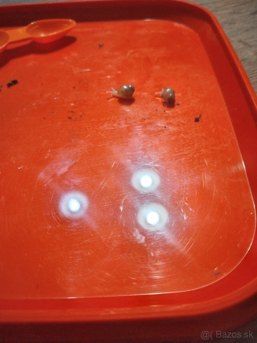 Africký slimák, africke slimaky - 4