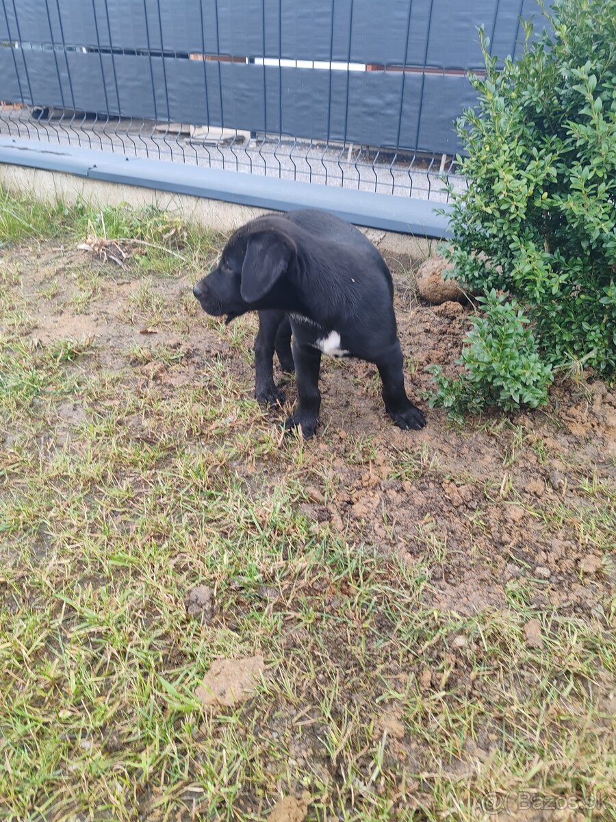 Darujem šteniatko - 4