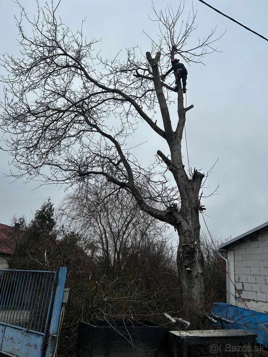 Pílenie stromov - 4