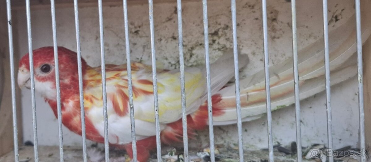 Predám exotické vtáctvo - 4