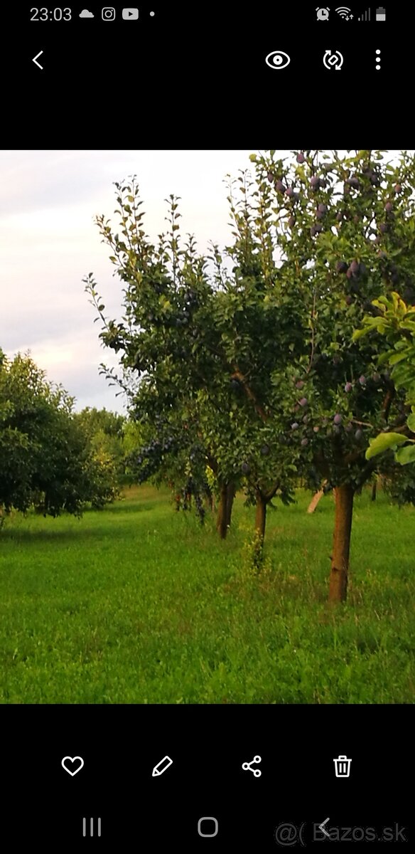 Ovocný sad - 4