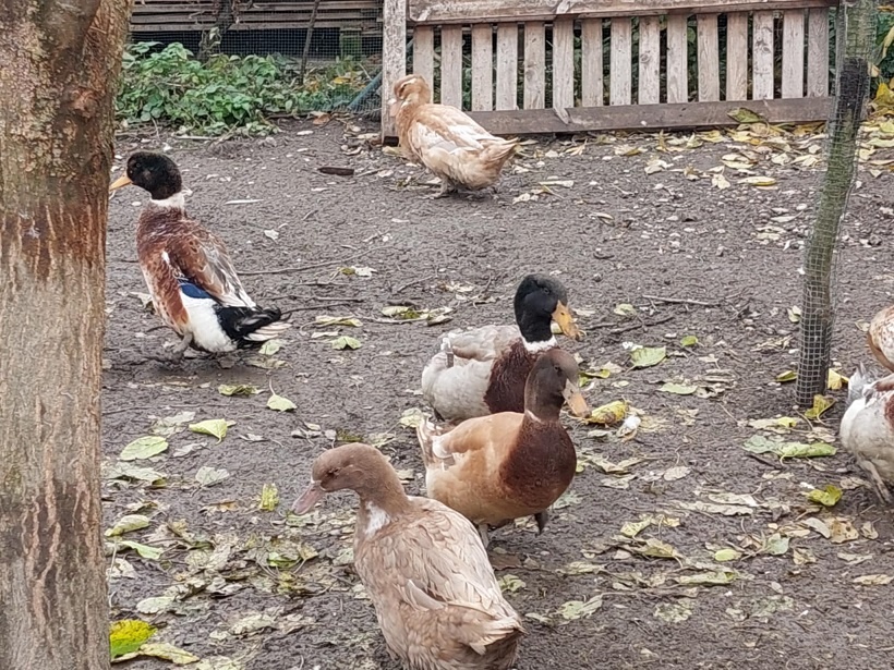 Kacice mlade farebne - 4