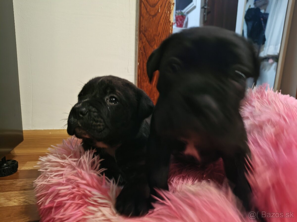 Cane Corso Šteniatka - 4