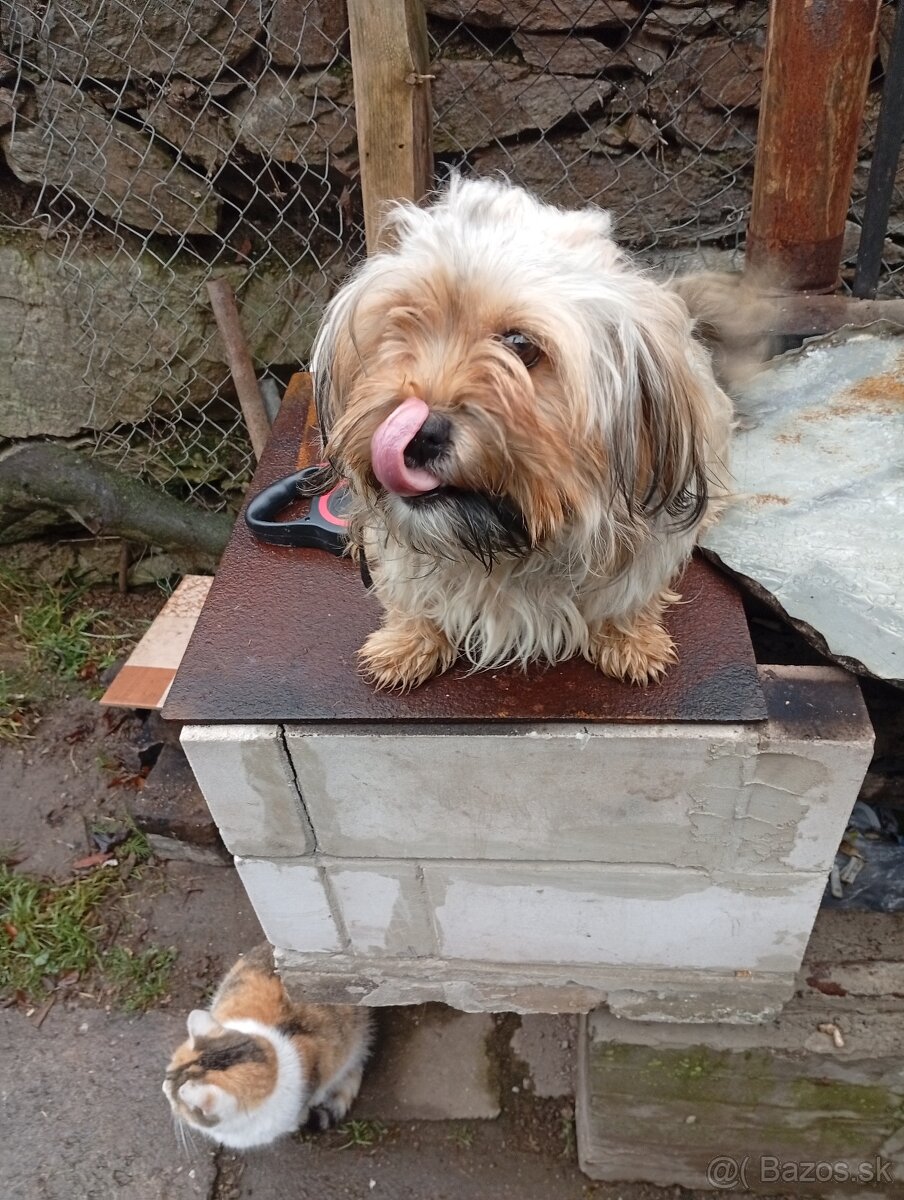 Predám fenku malého zrastu - 4