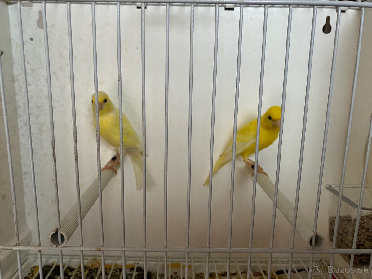 Predám postavové kanáriky Irish fancy - 4
