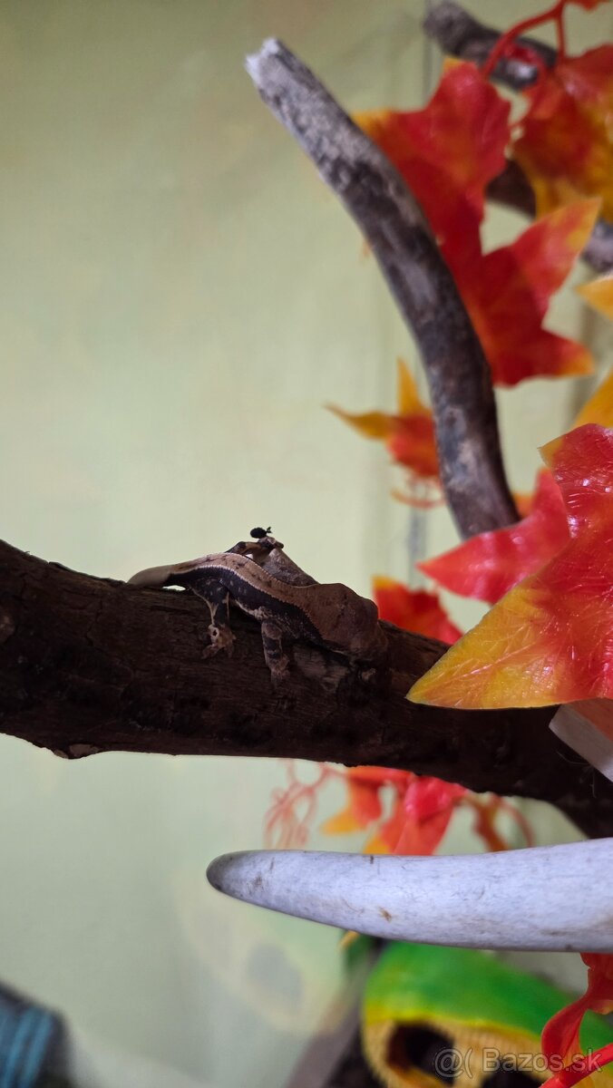 pagekon riasnaty - 4