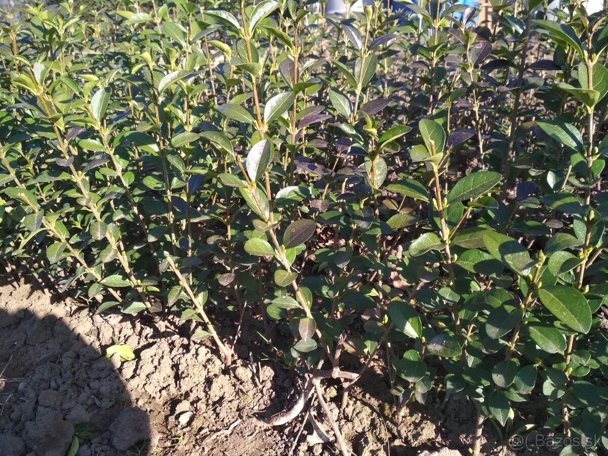 Vtáči zob sadenice - 4