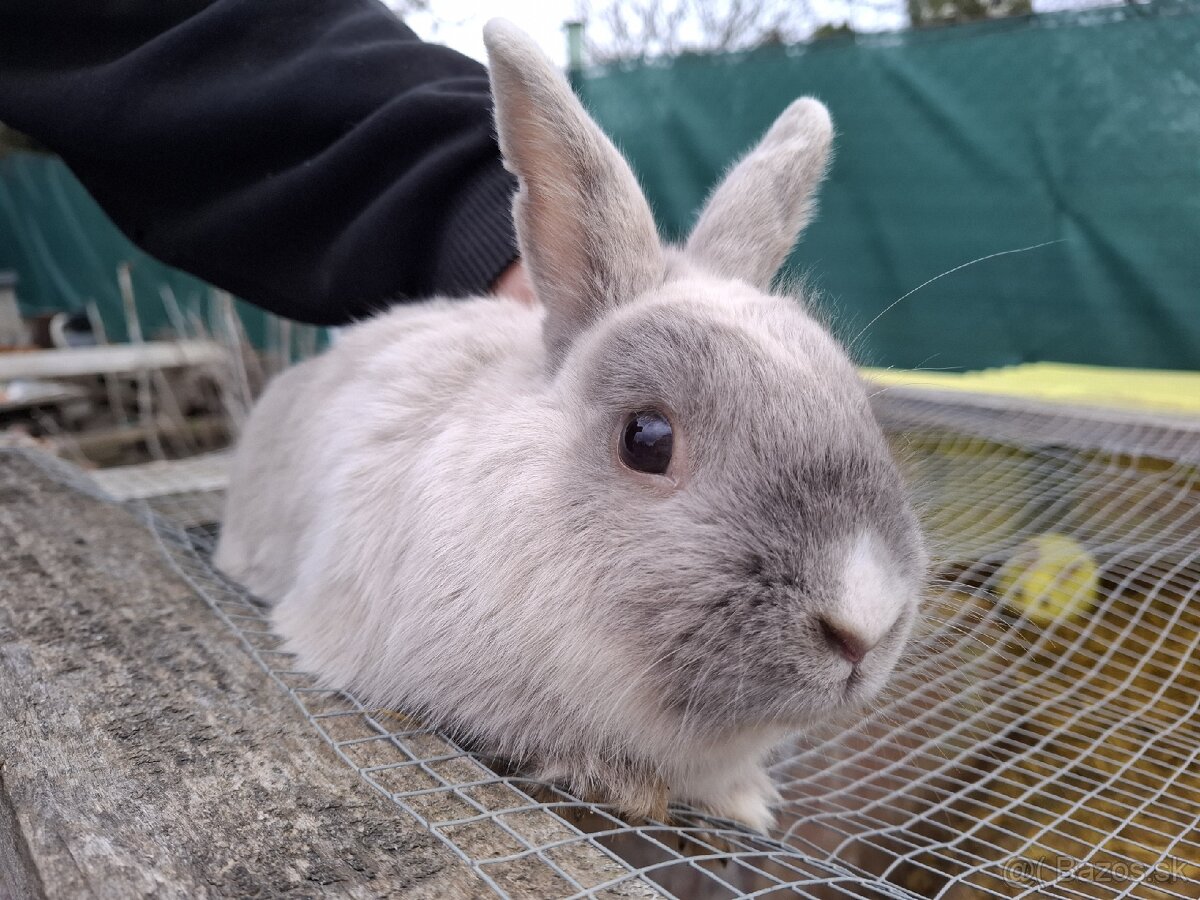 Predám mini zajačika - 4
