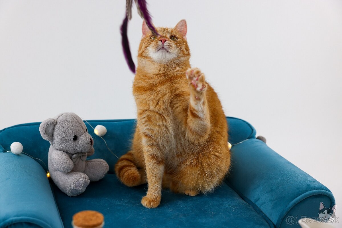 Kocúrik VLADKO hľadá domov - 4