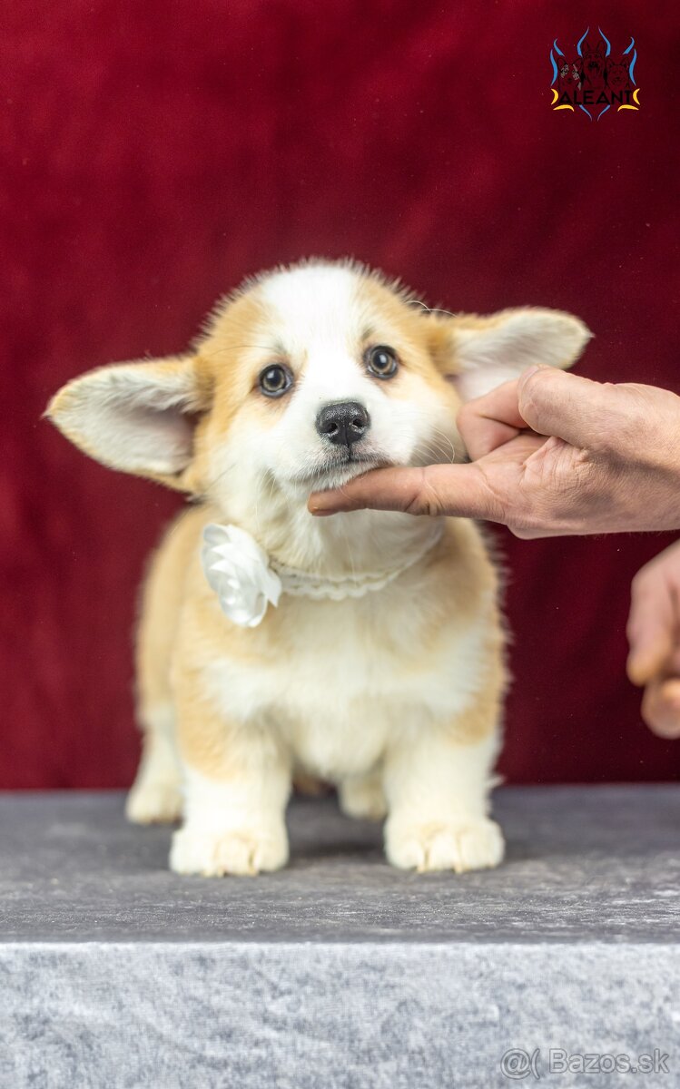 Predám sučku plemena Welsh Corgi Pembroke - 4