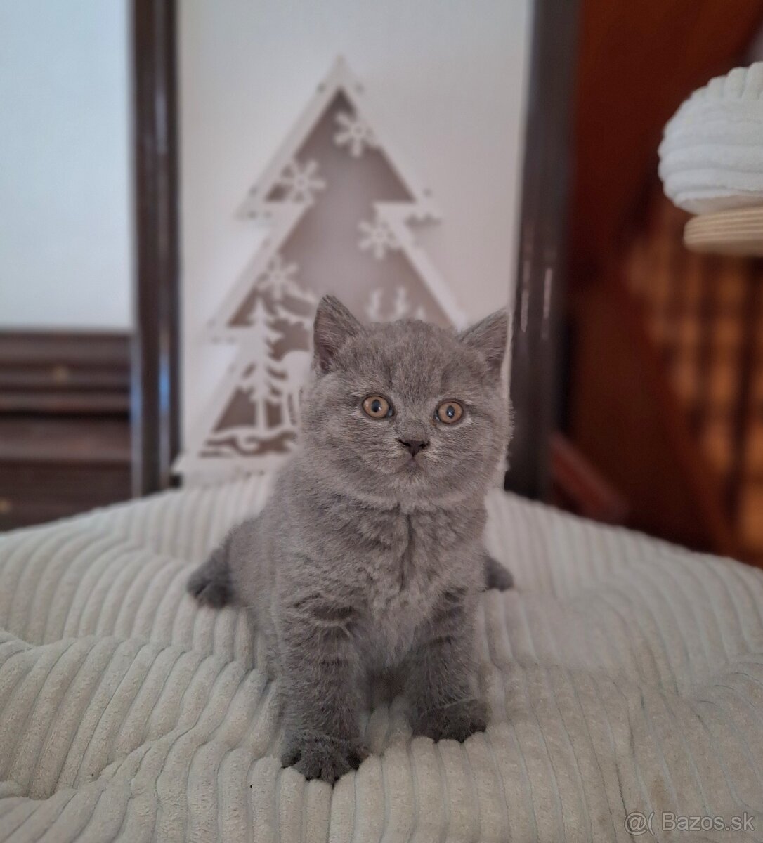 Britské modré mačiatka s PP - 4