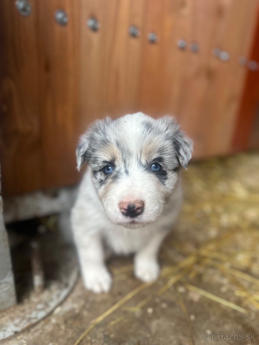 Border kolia steniatko - 4