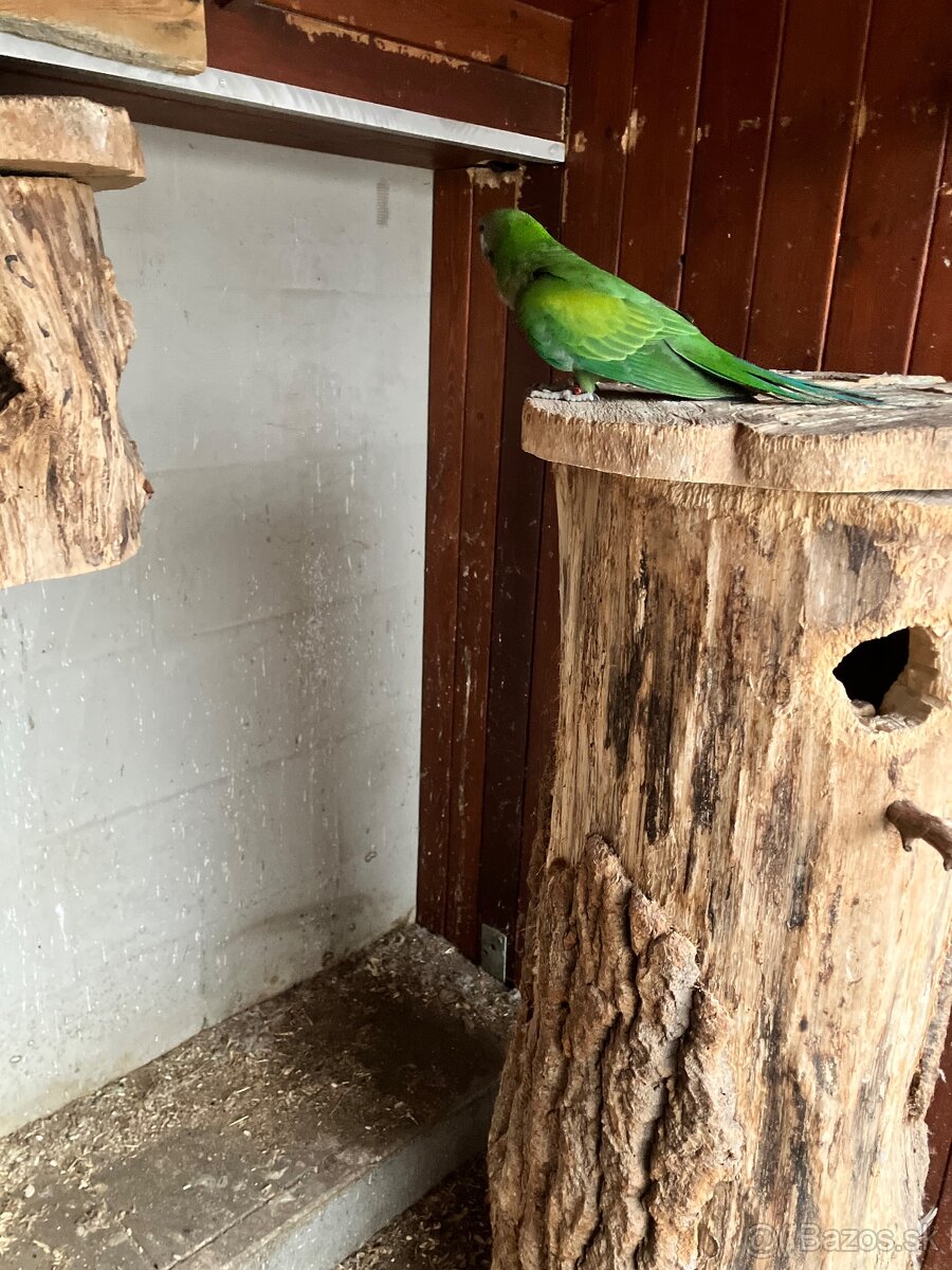 Alexander čínsky - 4