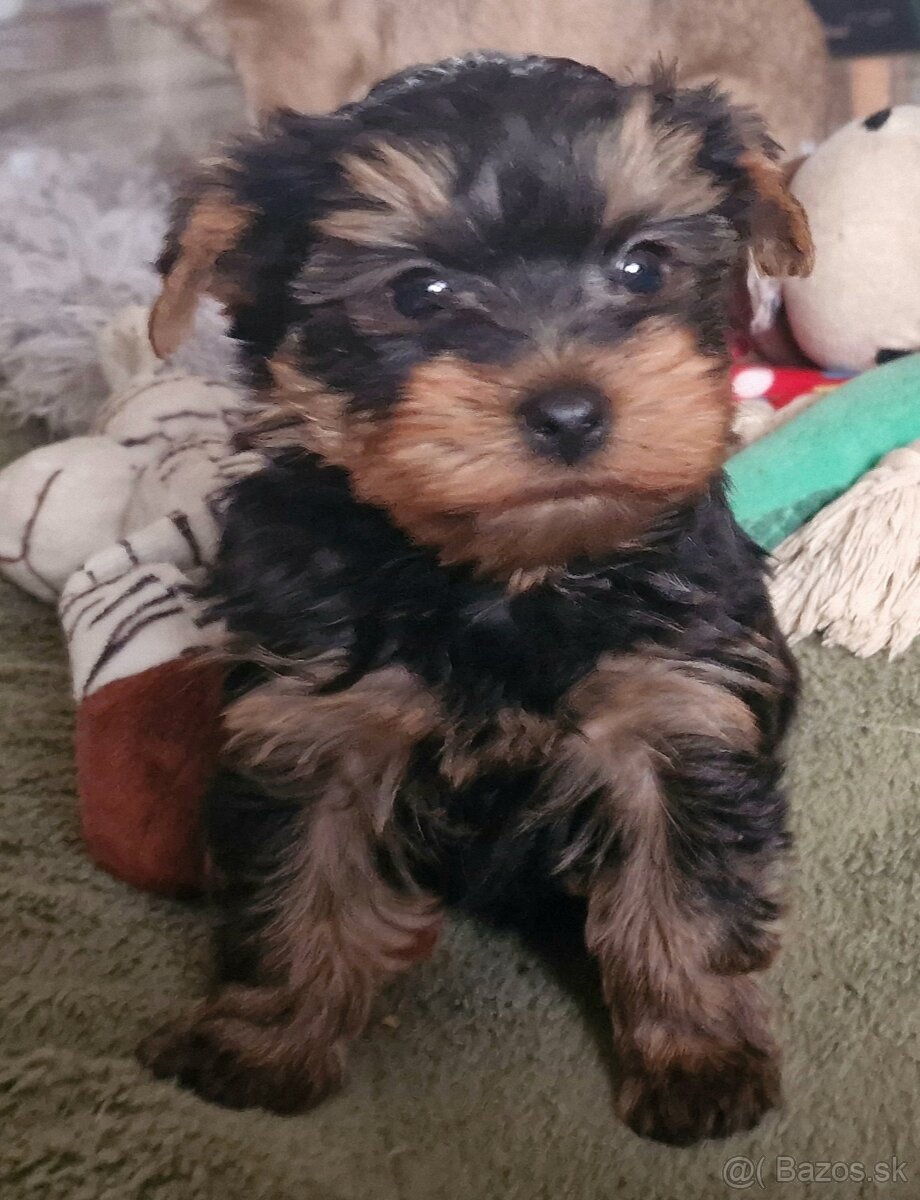 Yorkshirsky terier - 4