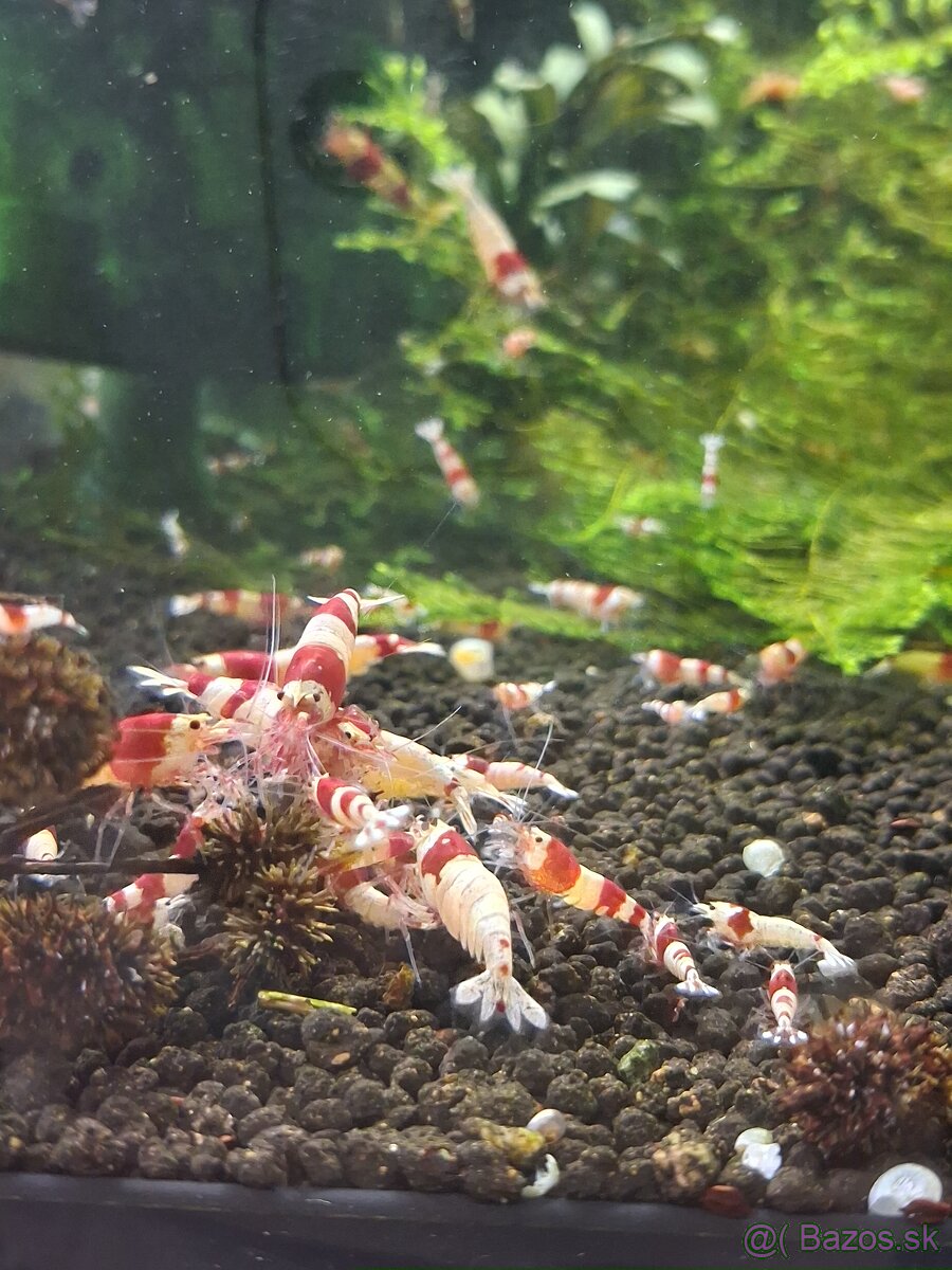 Krevetky Crystal red - 4