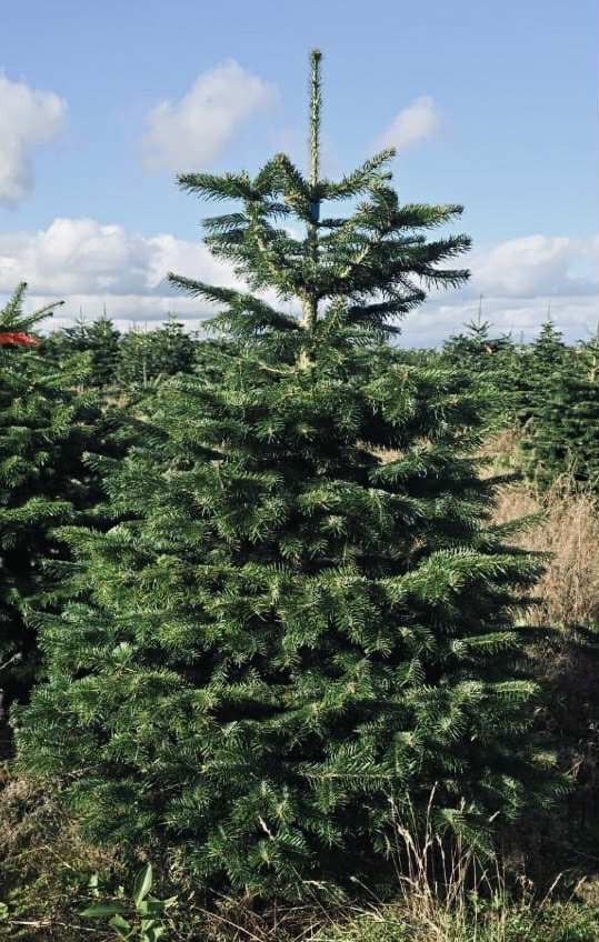 Kaukazská jedľa 2,00-2,50 smrek vianočné stromčeky - 4