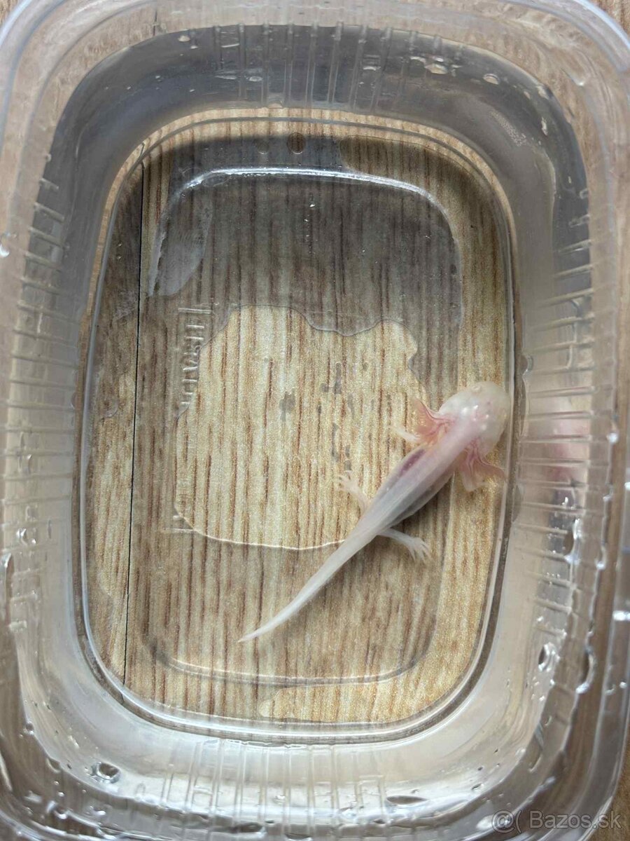 Axolotl mexický - 4