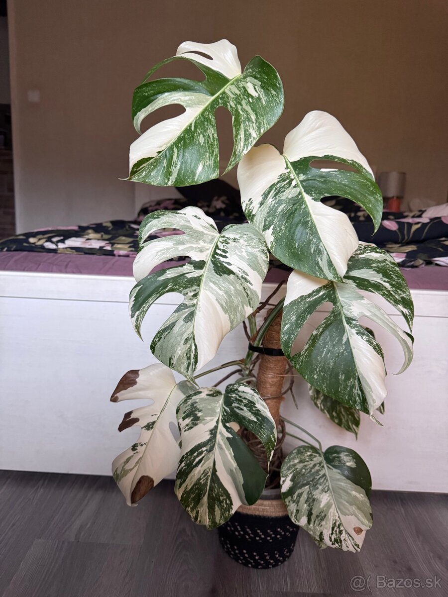 monstera albo - 4