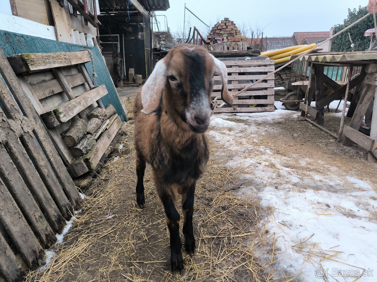 Predám kozla (capko) 2025 - 4