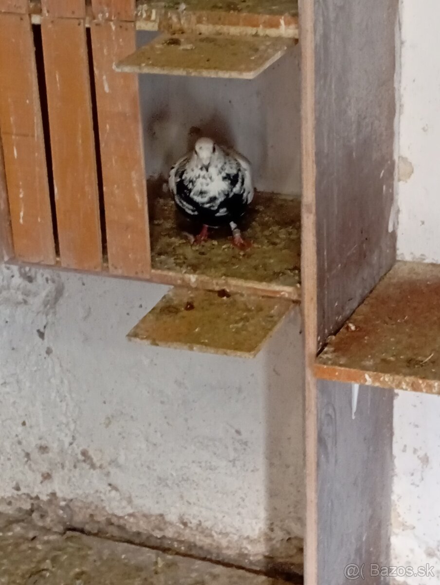 Poštové holuby - 4