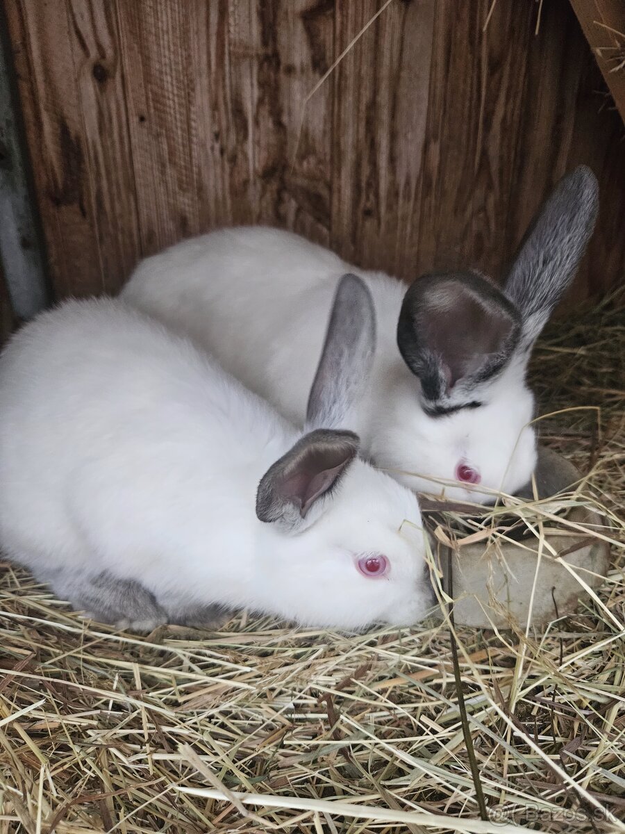 Kalifornsky kralik - 4