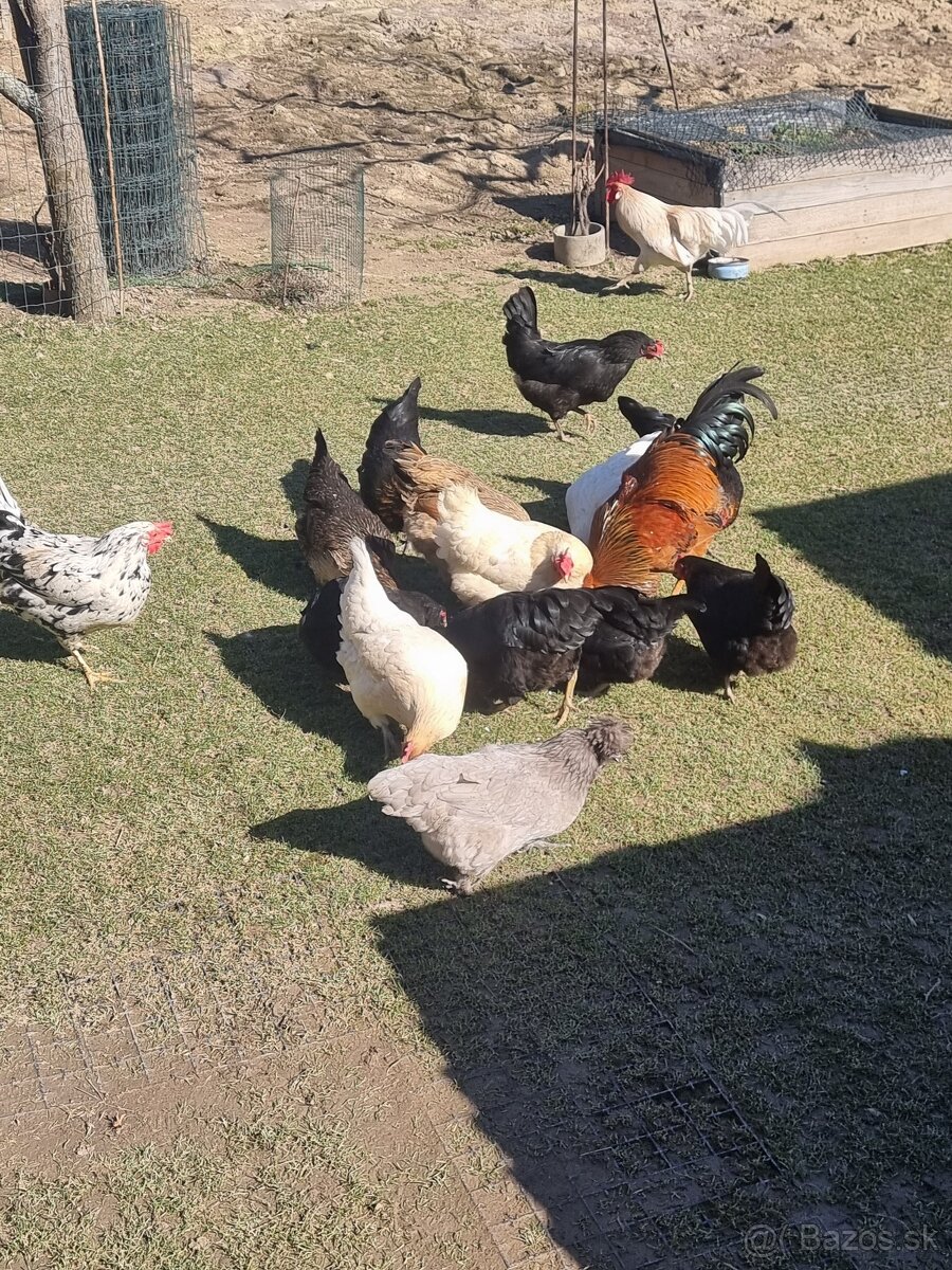 SLEPAČIE VAJCIA - 4